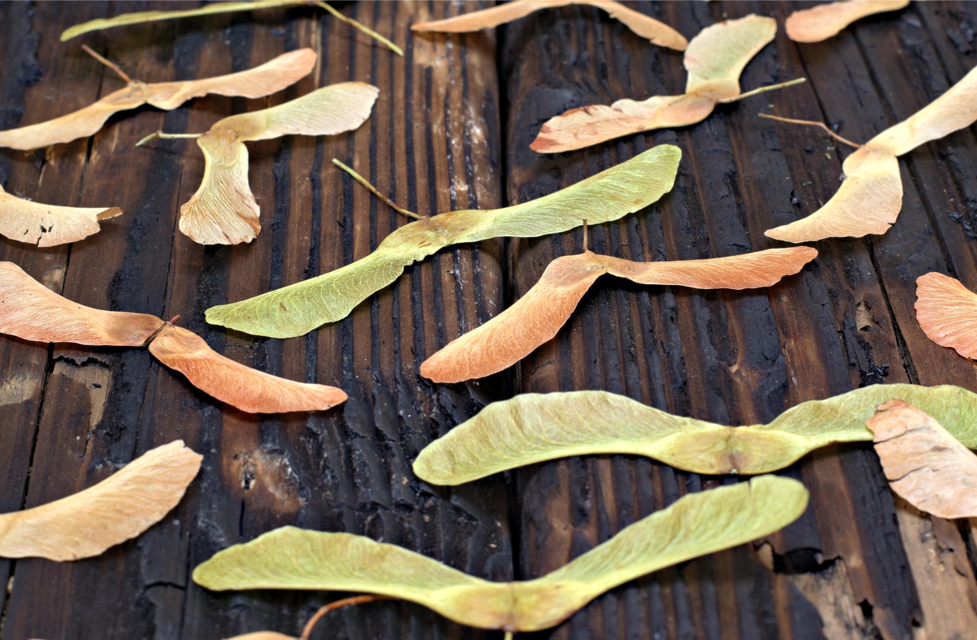 maple propeller seed pods on boardwalk